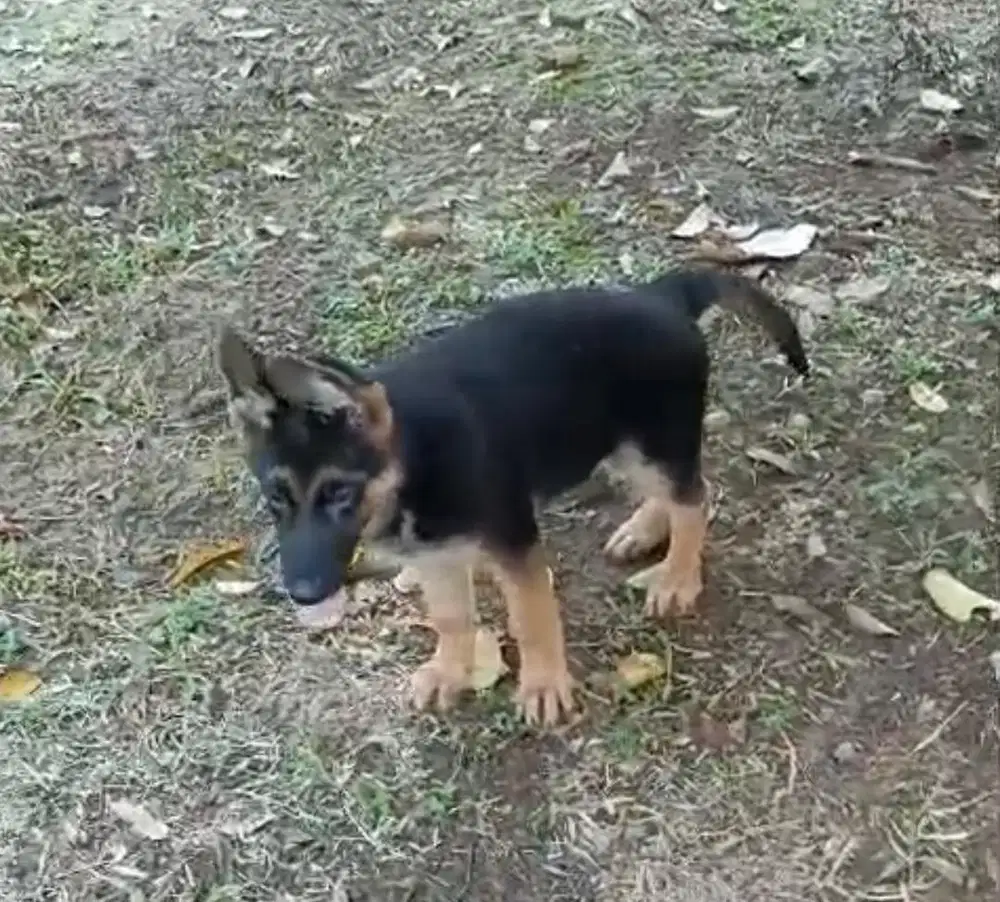anjing / puppies herder (german shepherd)