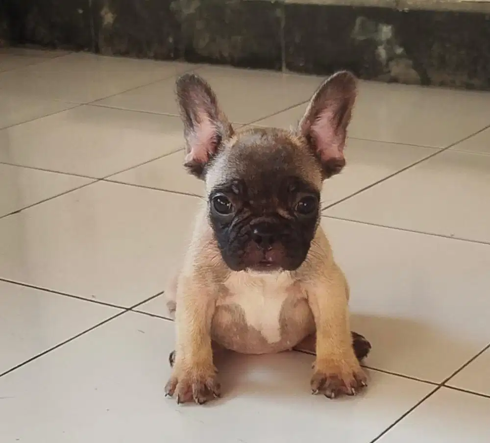 Puppies / anjing french bulldog mini cute