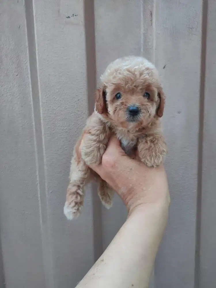 Anjing / puppies toy poodle betina