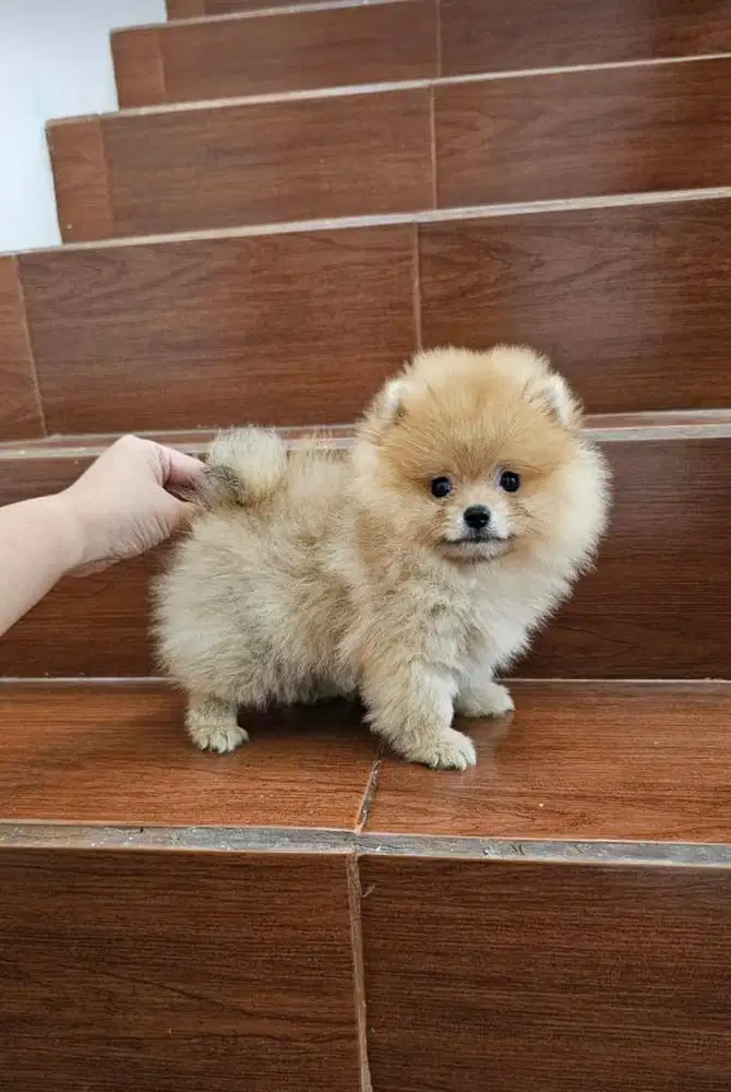 Puppies / anjing minipom betina cute