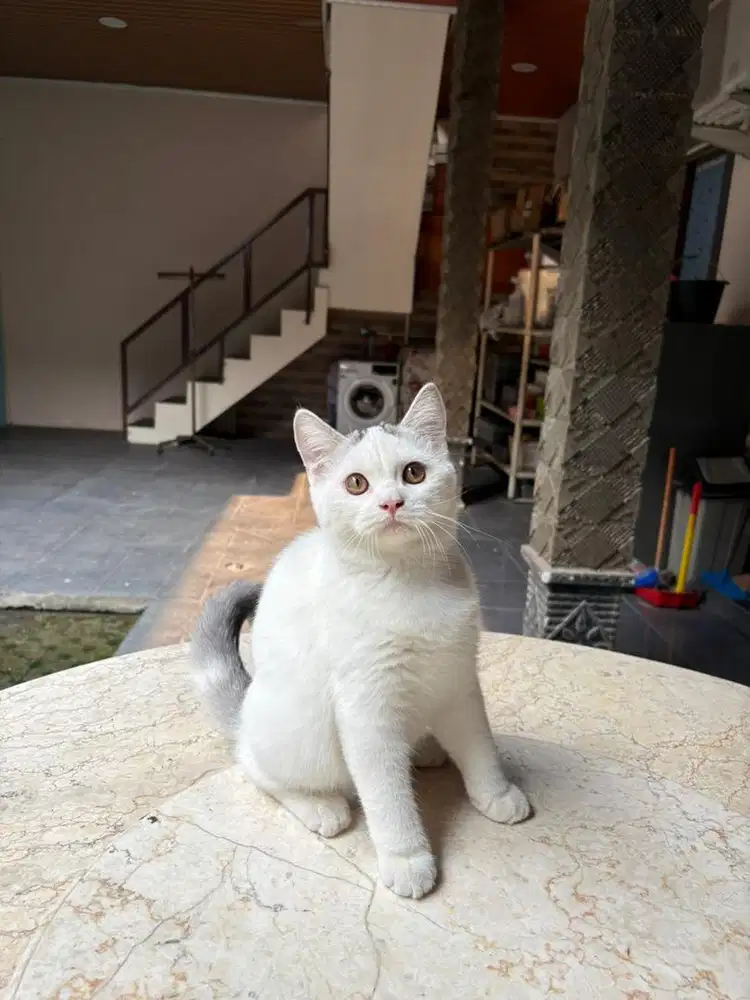 Scottish fold straight pure jantan