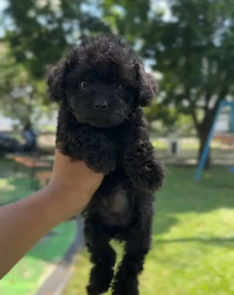 Anjing / puppies black tiny poodle betina