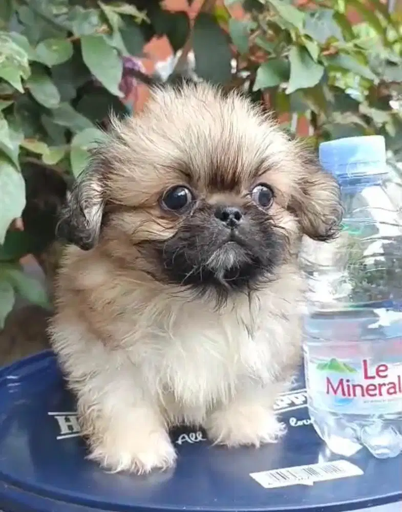 Anjing/ puppies pekingese
