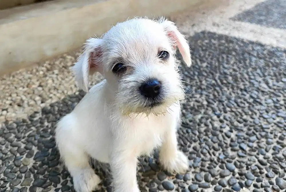 Anjing / puppies white miniature schnauzer betina