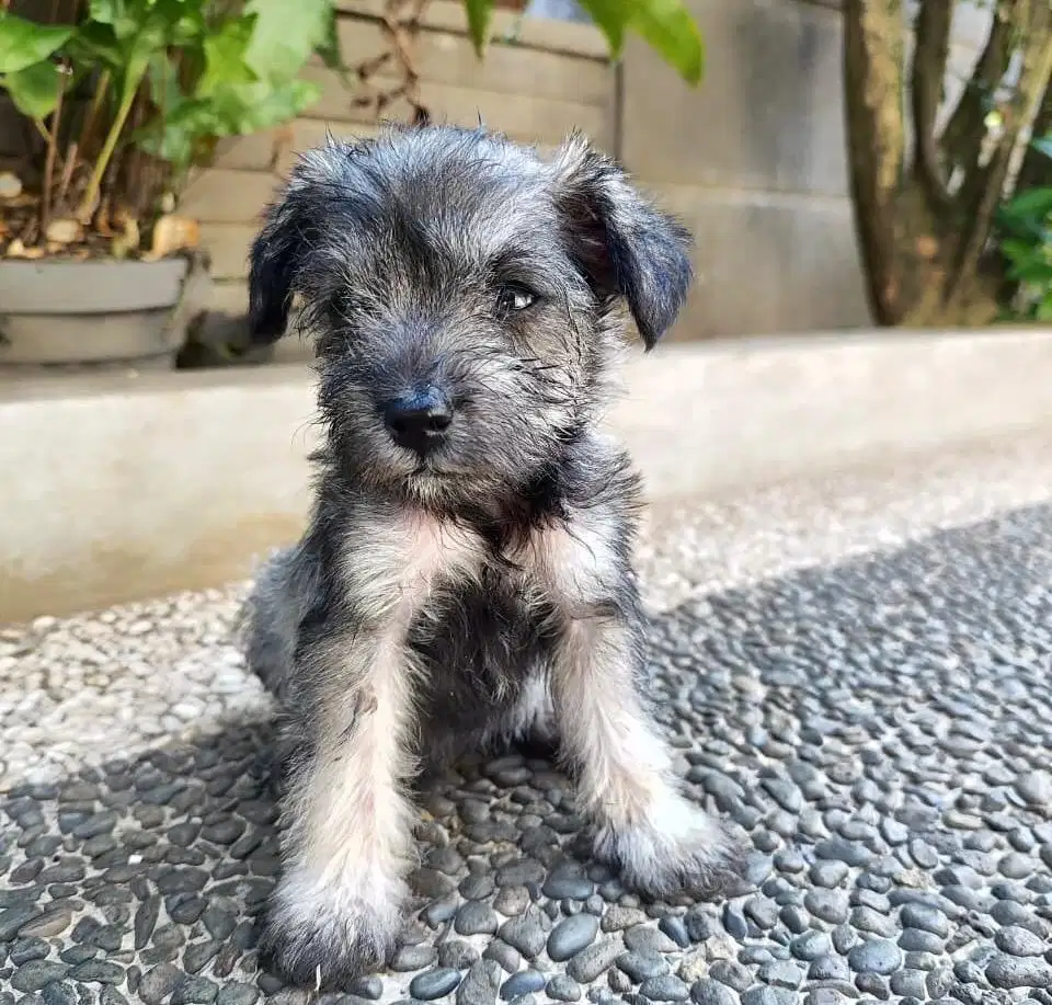 Anjing / puppies miniature schnauzer