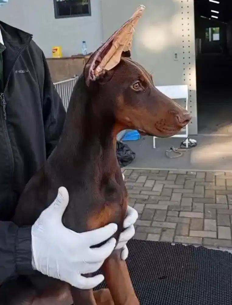 Anjing / puppies doberman HQ