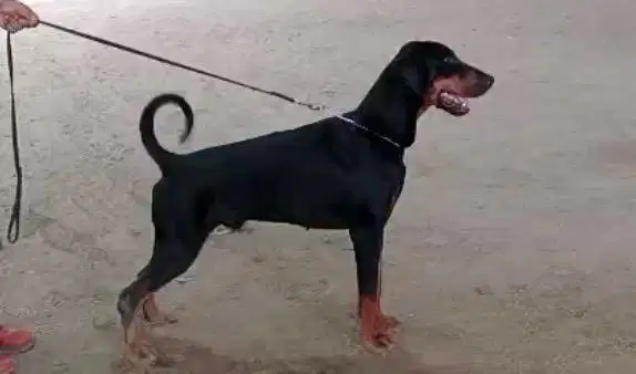 Anjing doberman jantan 2 tahun