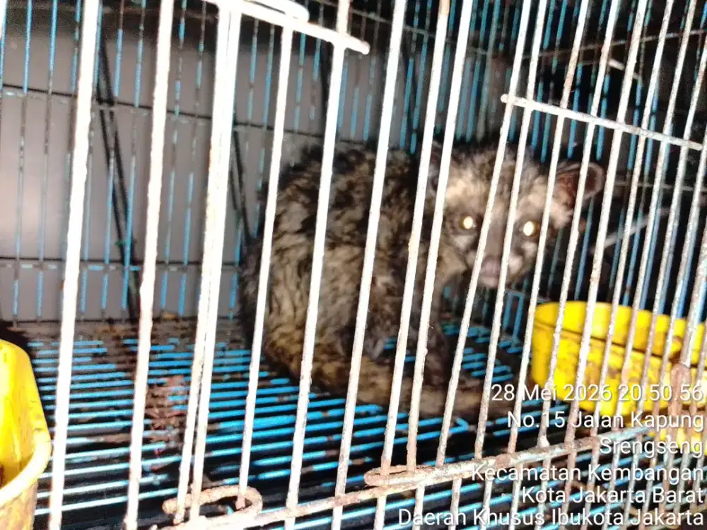 Musang pandan jinak