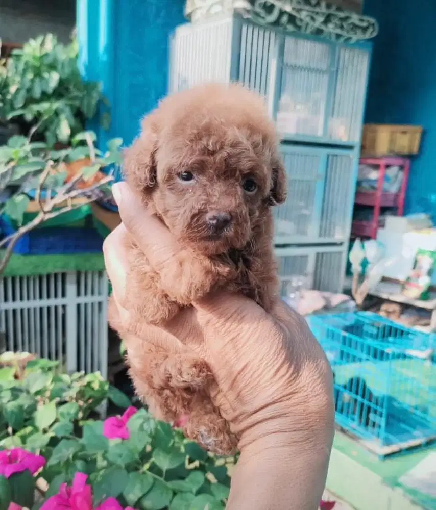 Anjing / puppies teacup poodle