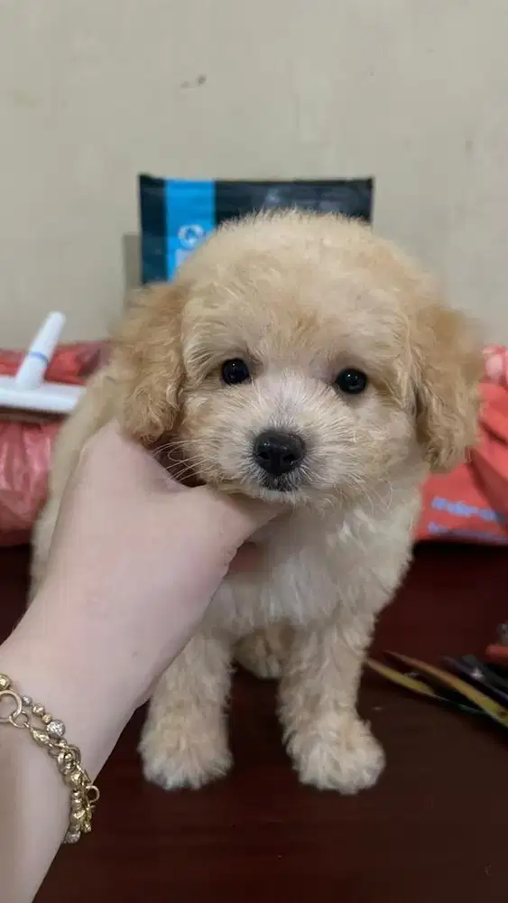 Anjing / puppies toy poodle