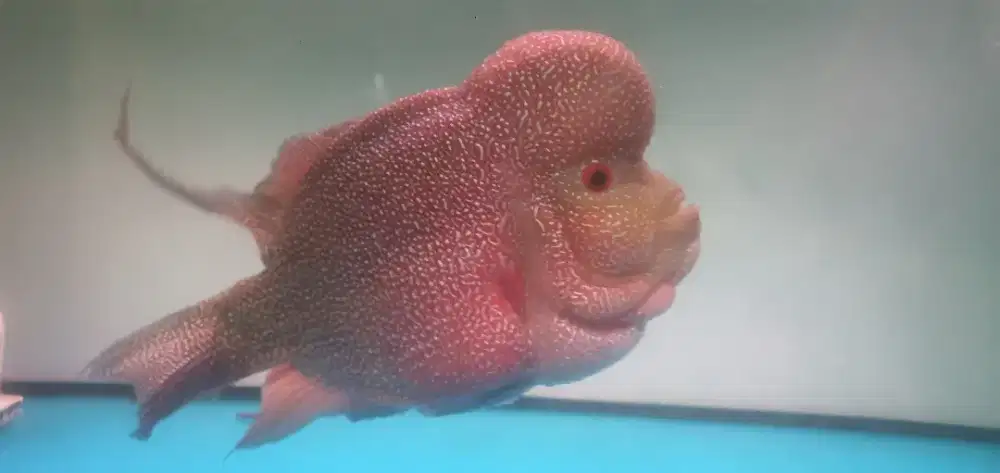 Ikan louhan cencu jumbo