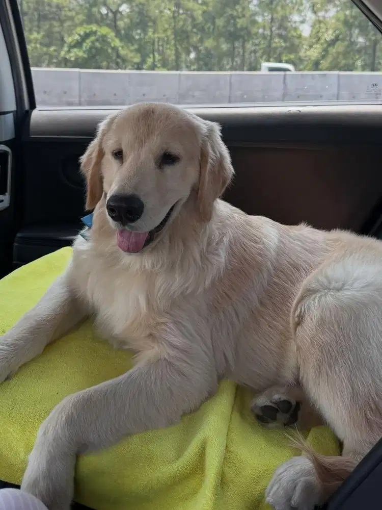 Anjing golden jantan 1 tahun