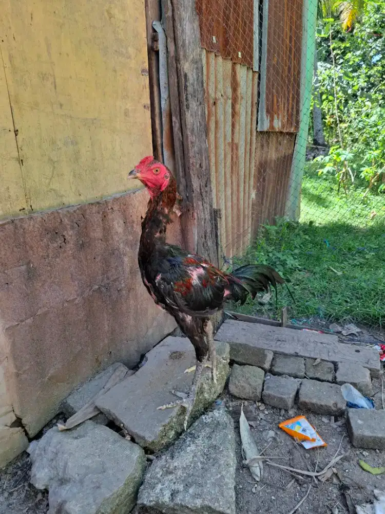 Ayam jenis mangon
