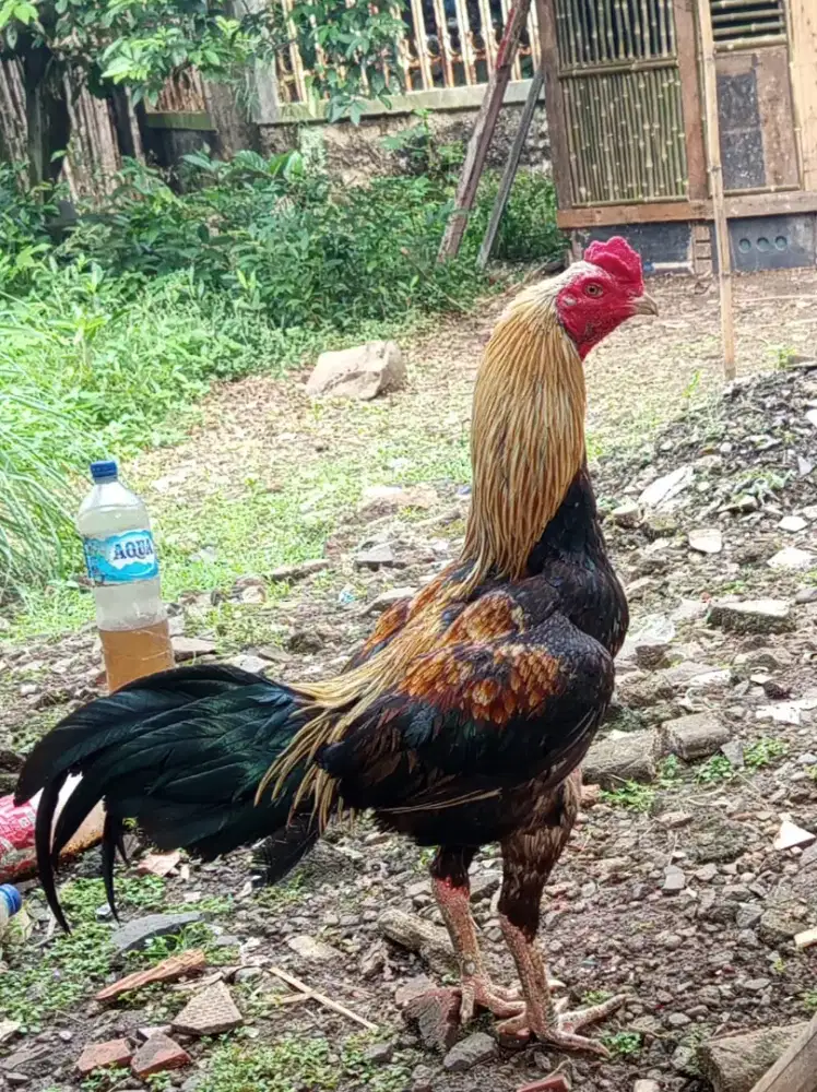 AYAM PAMA PACEKAN