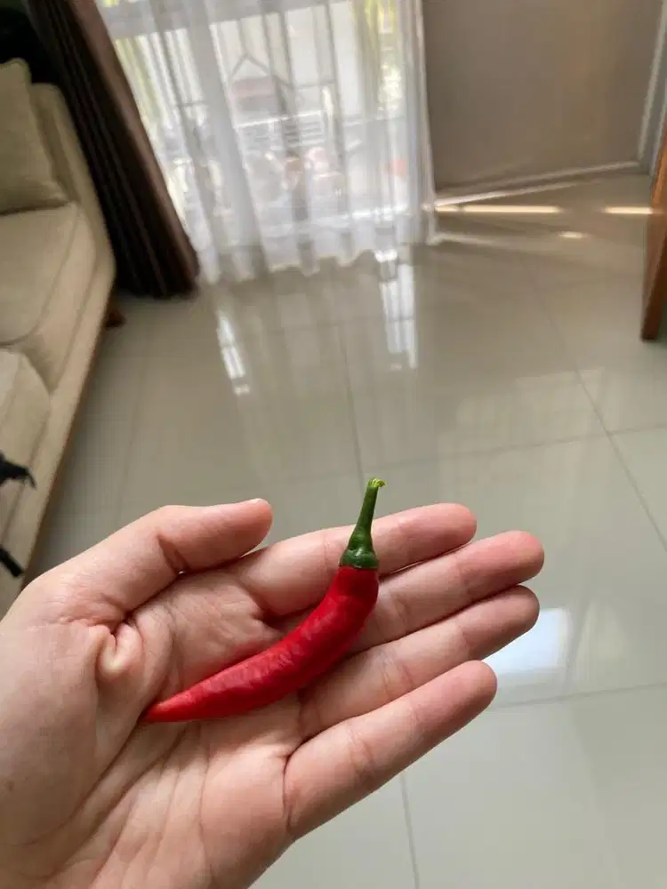 cari pembantu rumah tangga