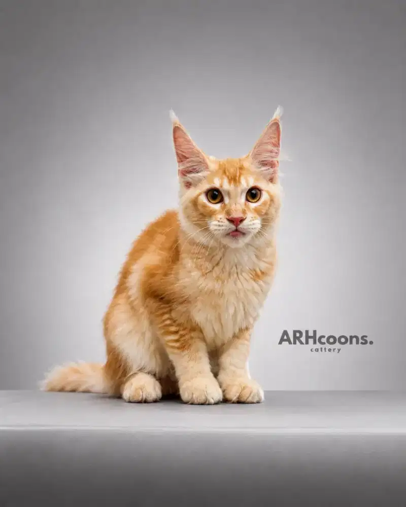 Kucing maine coon / kitten mainecoon / mc / mco / pedigree / pedd