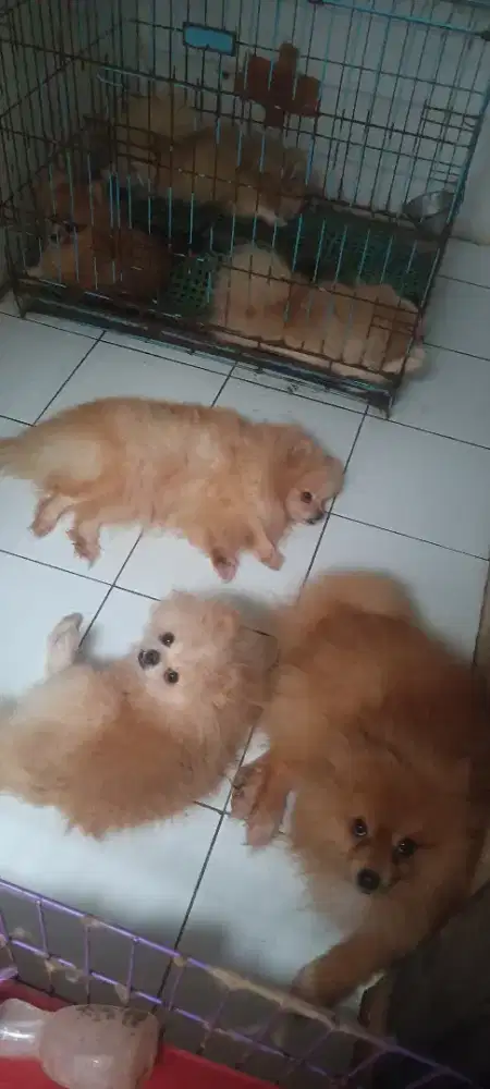 Jual anjing mini pom