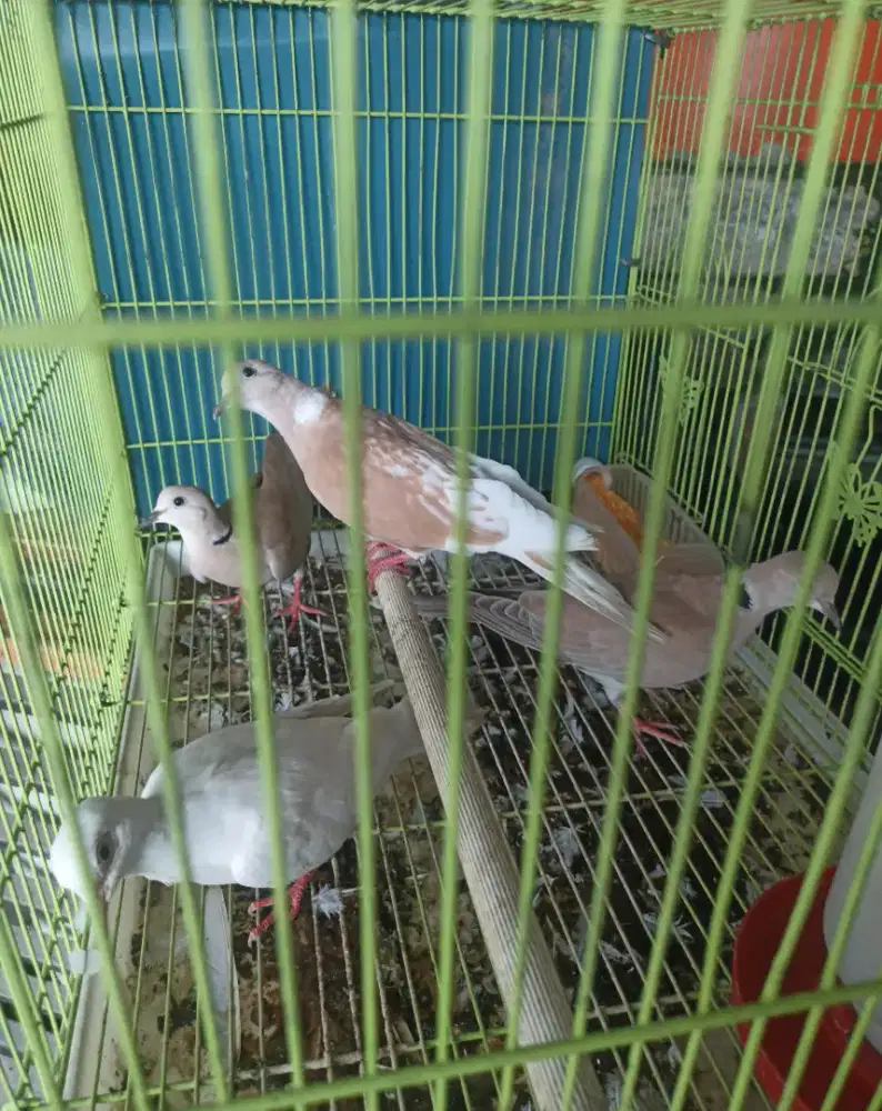 Burung puter lokal