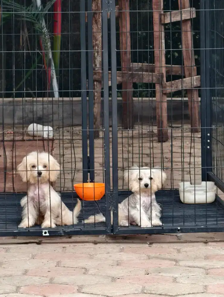 Maltipoo jantan betina sepasang murah