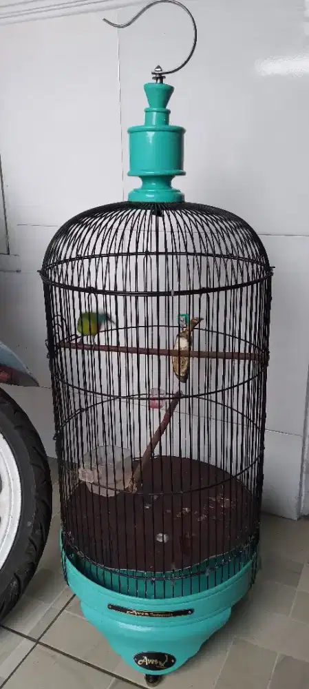 Jual Burung Kinoi Gacor