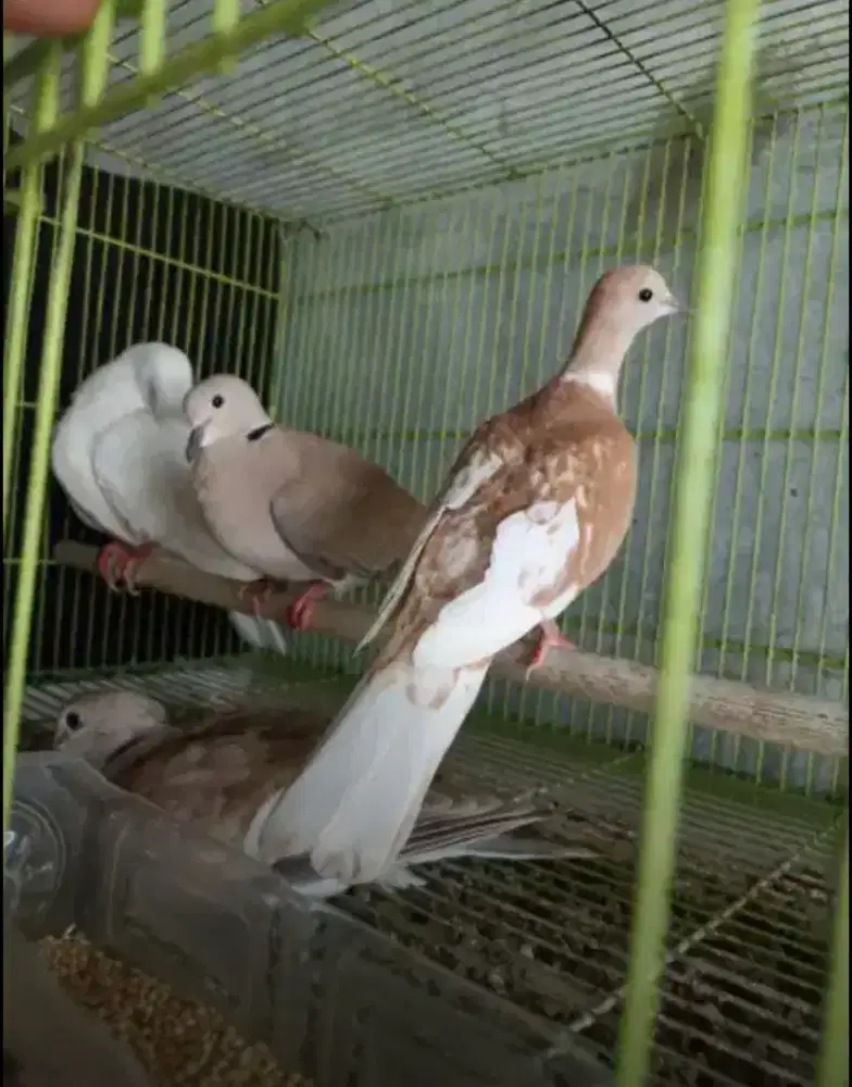 Burung puter lokal