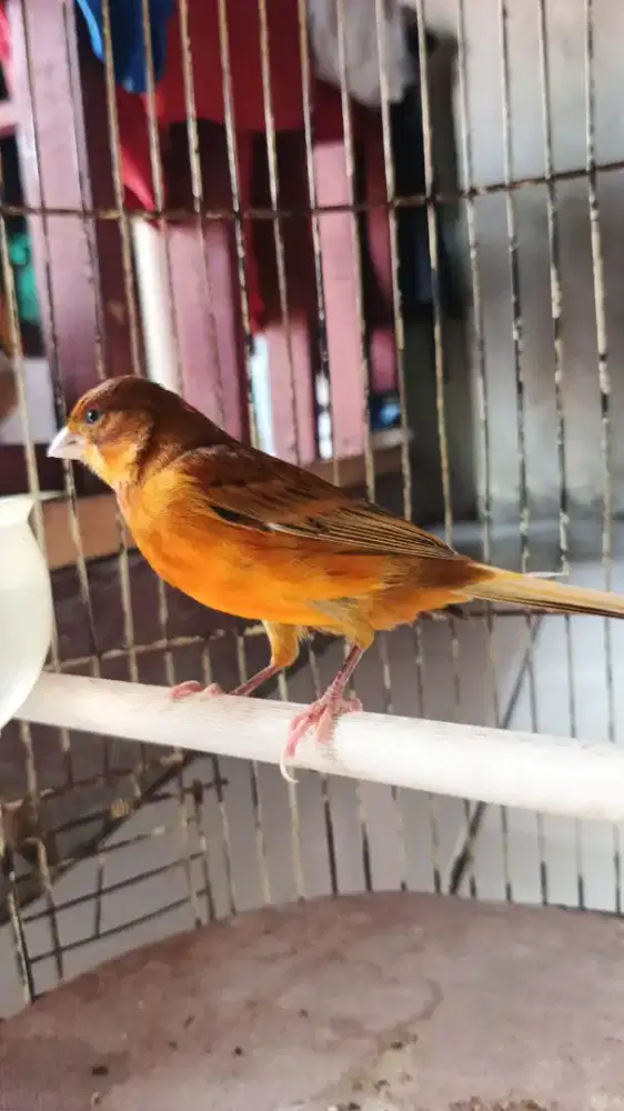 Burung kenariii