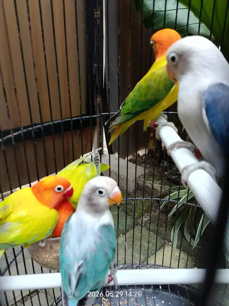 Lovebird Biola balibu