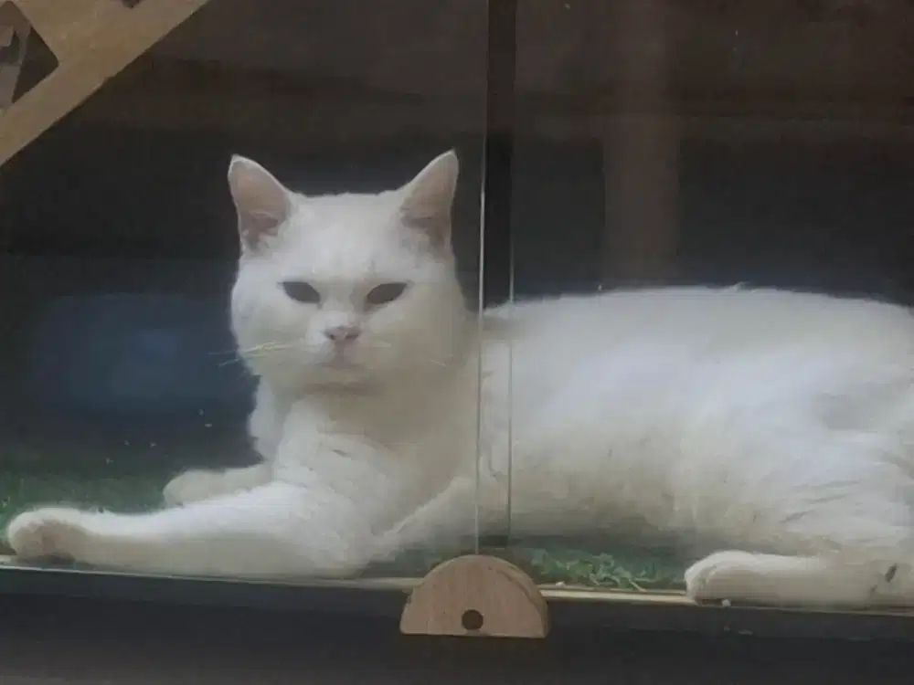 Kucing jantan putih bsh non ped