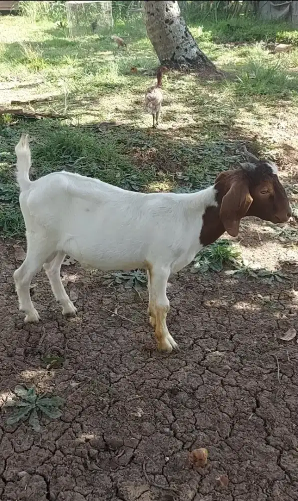 Jual kambing boer jantan