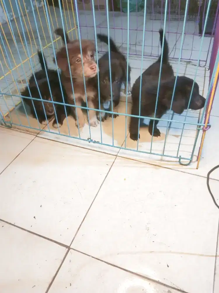 ras mini ganti pakan
