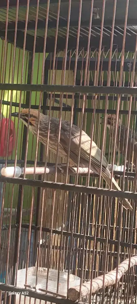 cucak rowo janda dan duda
