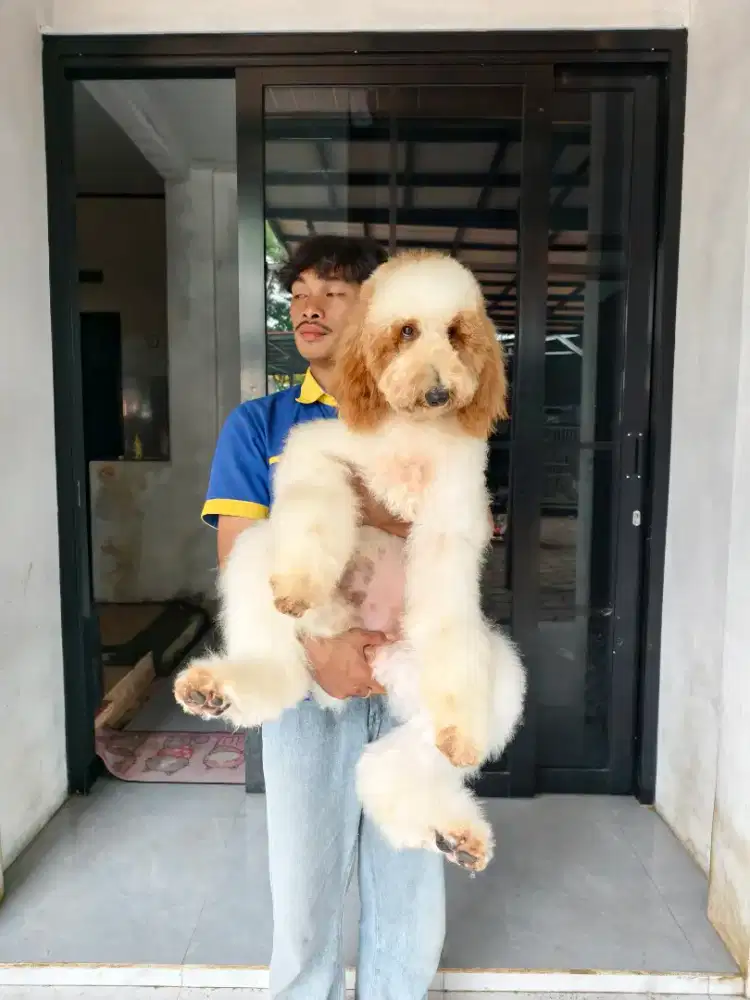 Giant poodle betina bogor