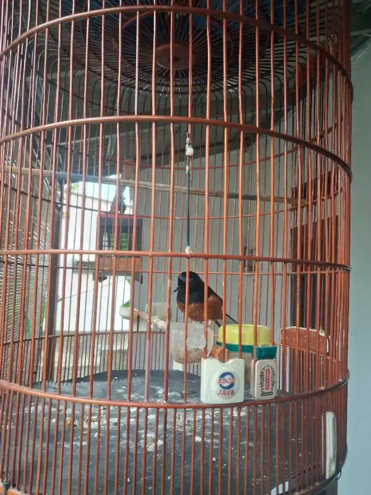Murai Batu Gacor 1.3jt full set Sangkar Ebod