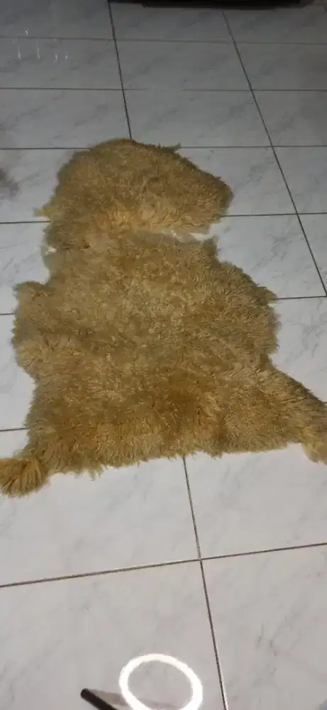Dijual murah Kulit domba asli Australia
