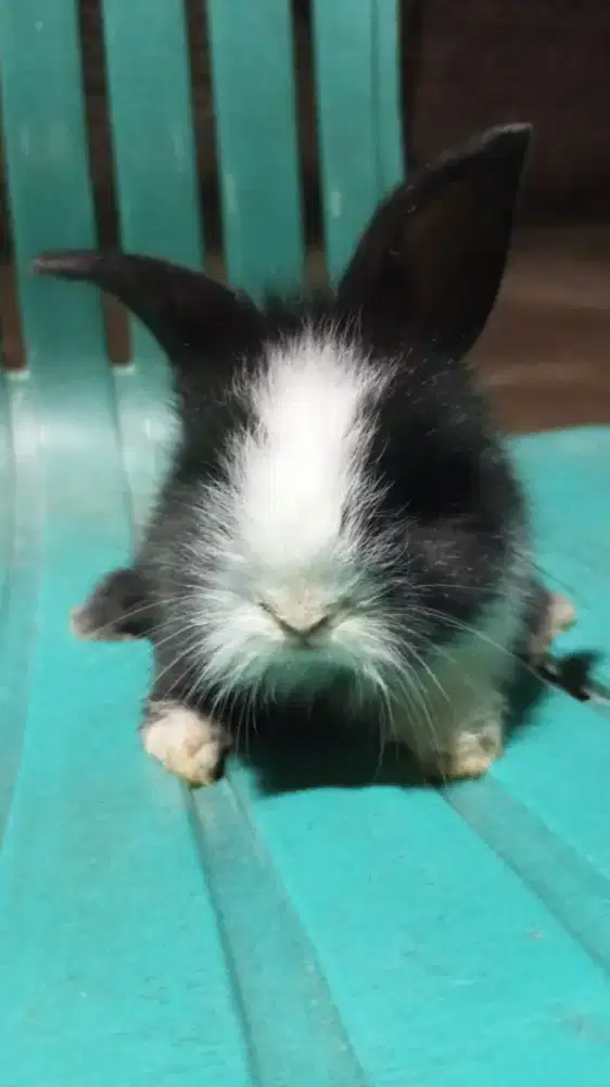 Anakn kelinci lucu