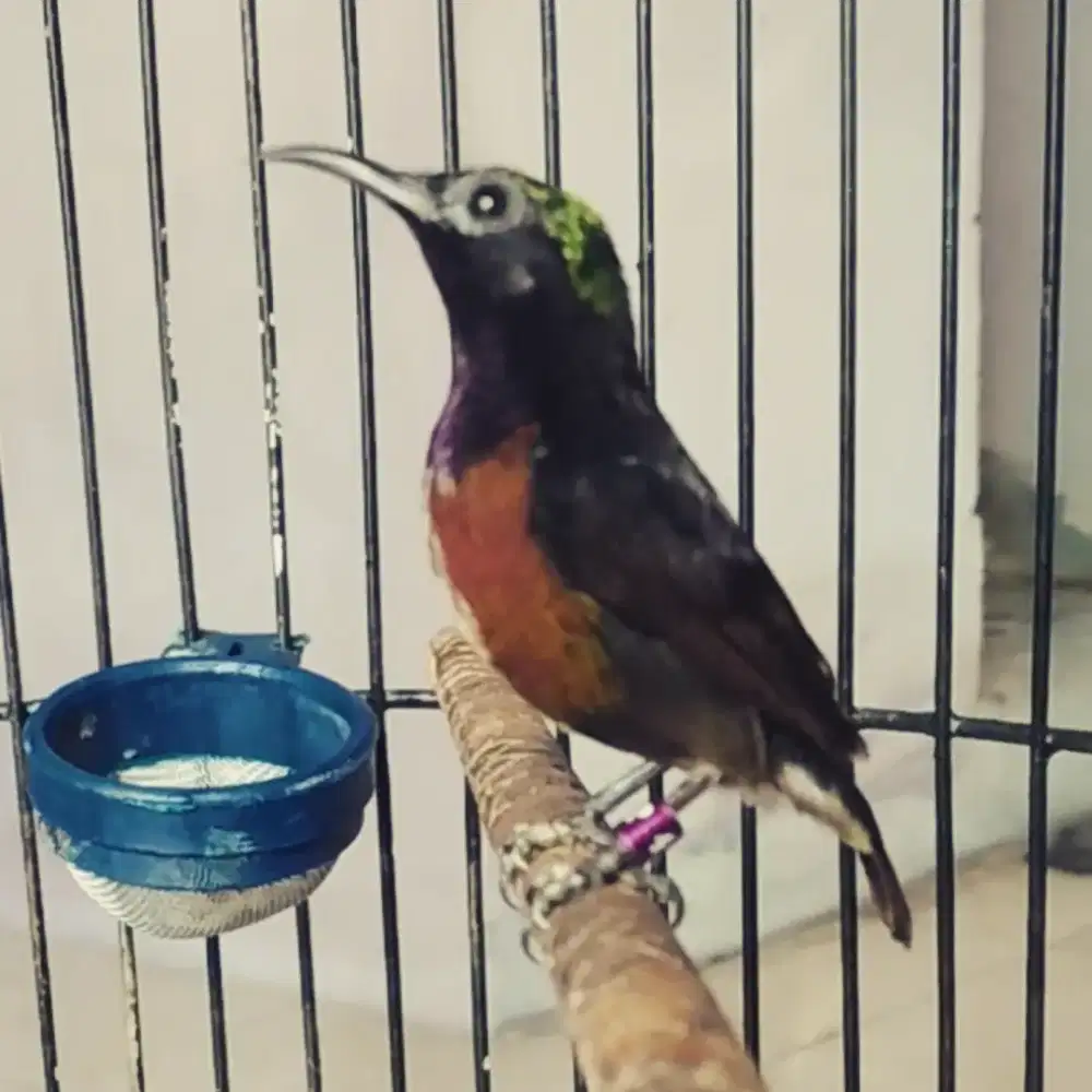 Burung kolibri ninja gacor