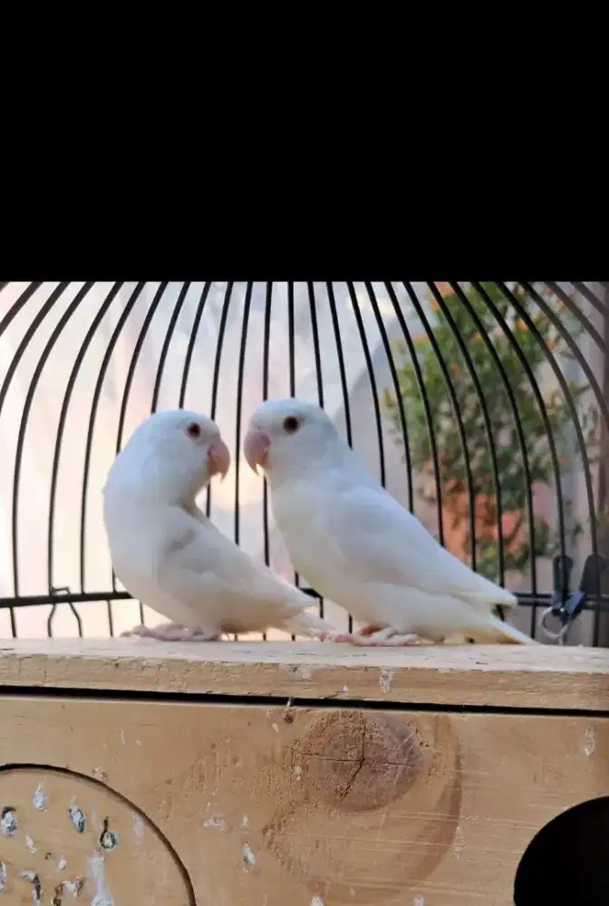 Sepasang Lovebird Biola Albino mata merah