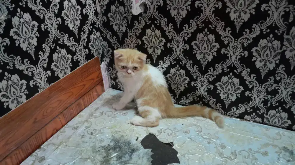 Lepas adopsi kucing persia scottish fold