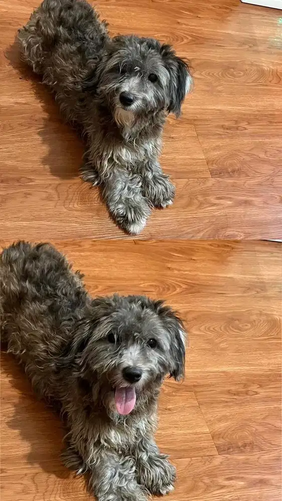 anjing maltesee schnauzer 1 tahun