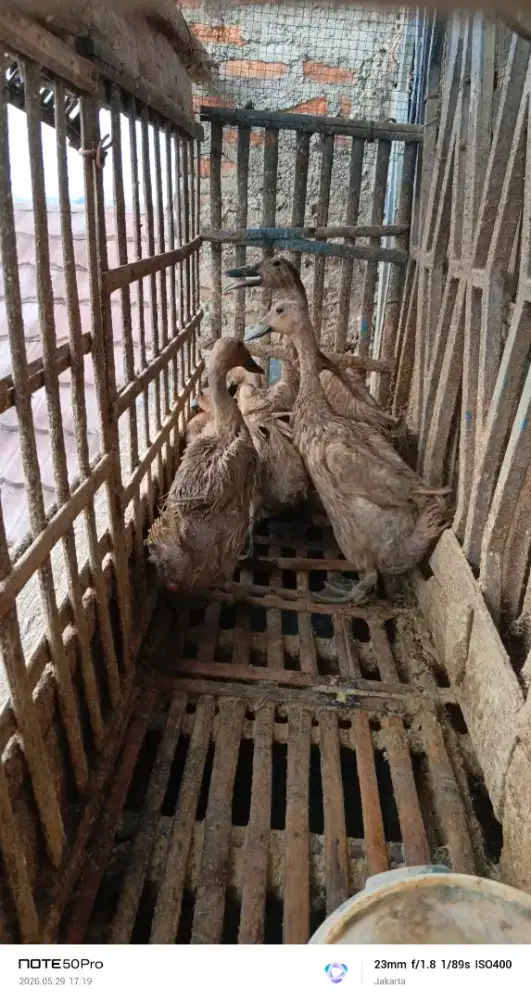 Bebek petelur mojosari