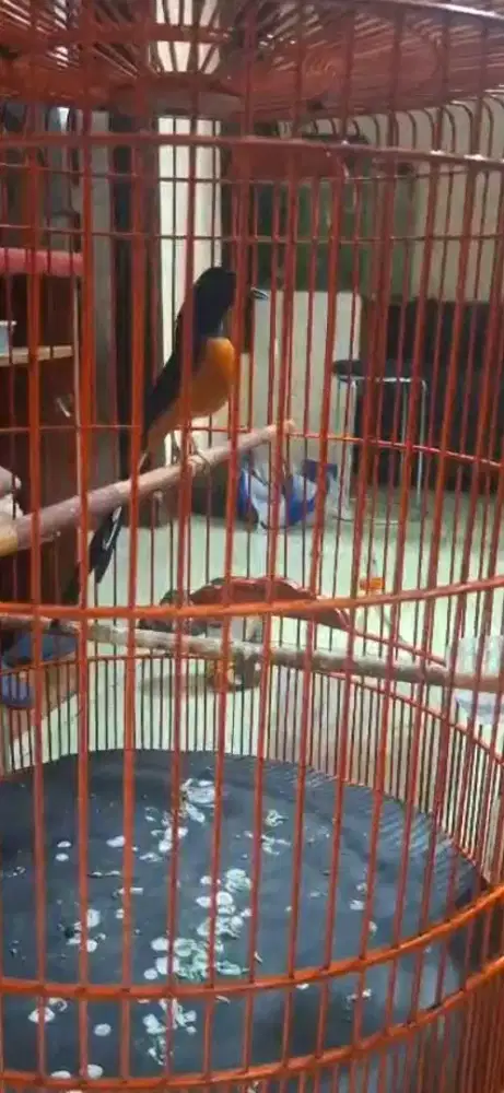 Burung murai gacor