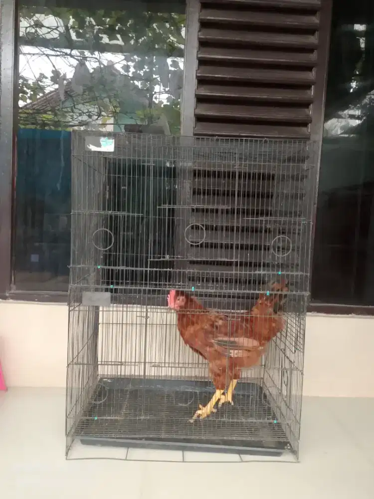 Kandang jumbo & ayam potong