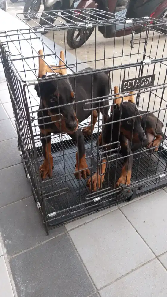 Puppies Doberman 2bulan