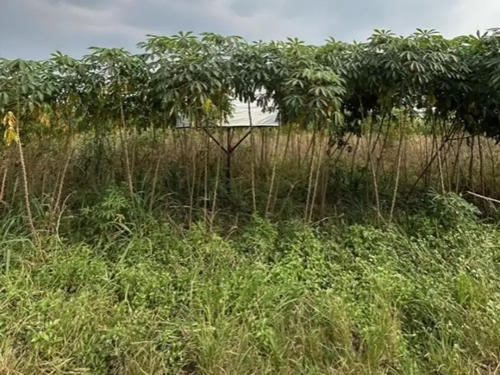 Dijual Tanah 1460 m2 di Sasak Panjang, Bogor Dekat Perumahan Koperasi Prasaja