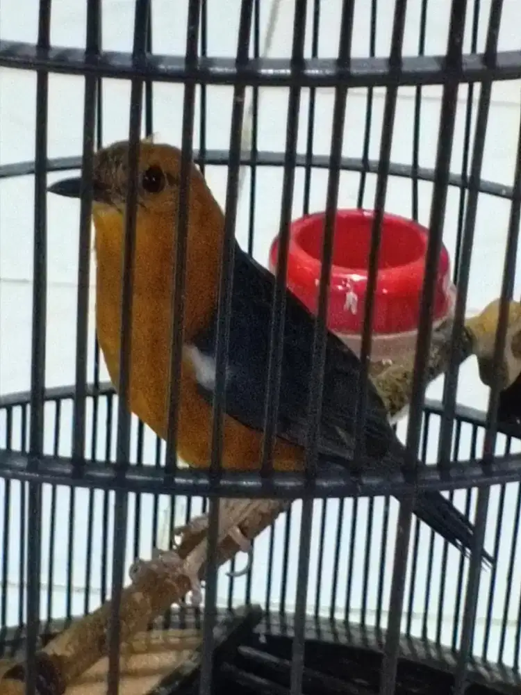 Anis merah , carkem atau mahar lebih ok burung lain, fullset
