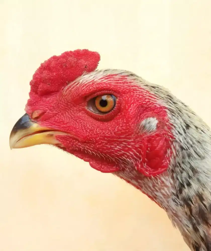 Ayam Line Magon Ory, Umur 3,5 Bulan, Calon Ukuran Besar, Tulang Kasar