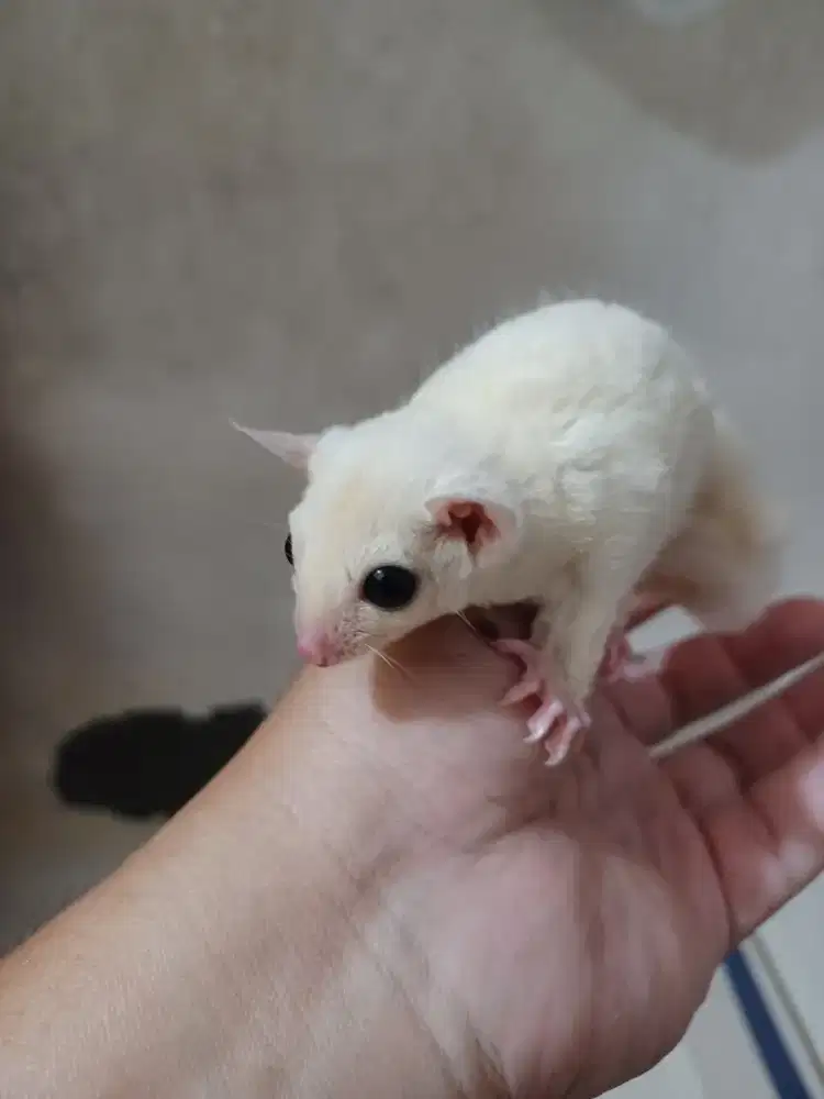 Sugar Glider Leucistic