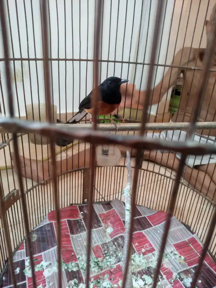 Burung murai batu sepasang siap kawin