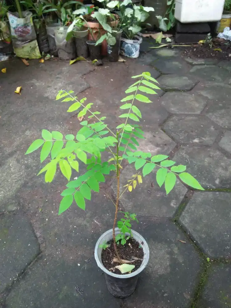 Pohon blimbing wuluh