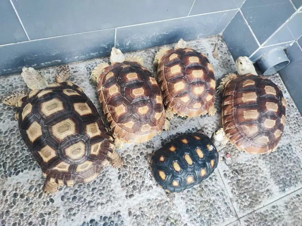 Sulcata & Redfoot